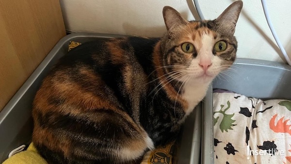 Kucing 1771383686884